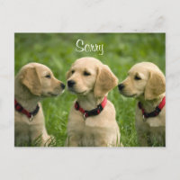 Sorry Golden Retriever Puppies Postcard