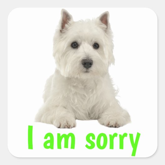Sorry West Highland Terrier Puppy Dog Quadratischer Aufkleber (Vorderseite)