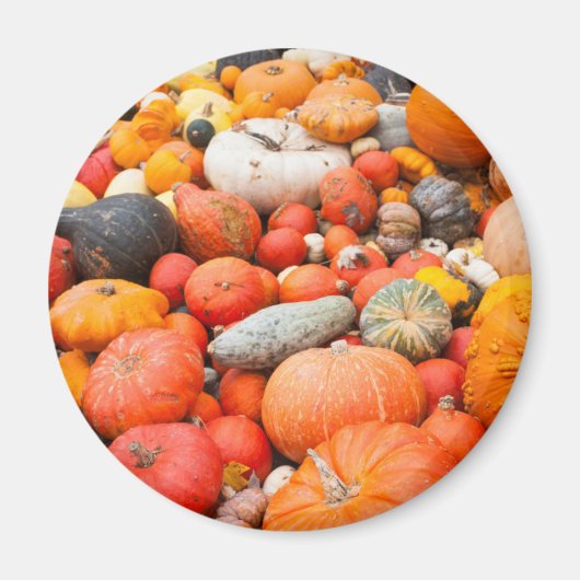 Sorte zum Verkauf angebotener Squash, Deutschland Magnet (Vorne)