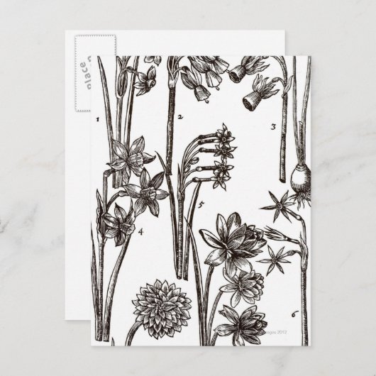 Sorten von Jonquils Postkarte (Vorne/Hinten)