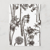 Sorten von Jonquils Postkarte (Vorderseite)