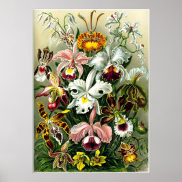 Sorten von Orchids lithographic von Ernst Haeckel Poster