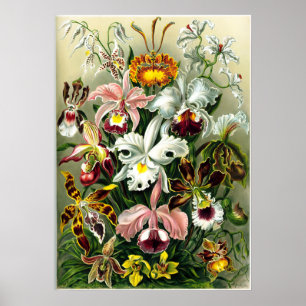 Sorten von Orchids lithographic von Ernst Haeckel Poster