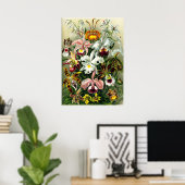 Sorten von Orchids lithographic von Ernst Haeckel Poster (Heimbüro)