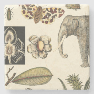 Sortierte Tiere gemalt auf Sahnehintergrund Steinuntersetzer