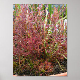 Sortiertes Sundew (Drosera) Foto-Plakat Poster