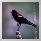 Sound Off Poster (Vorne)