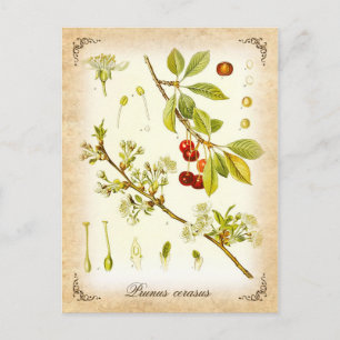 Sour Cherry Pflanze - Vintage Abbildung Postkarte