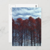 Sourwood Baumpostkarte Postkarte (Vorne/Hinten)