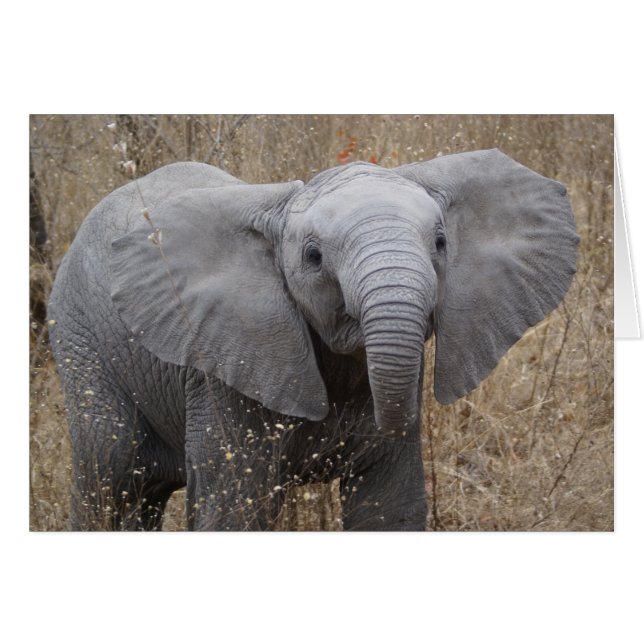 South African Baby Elephant (Vorderseite (Horizontal))