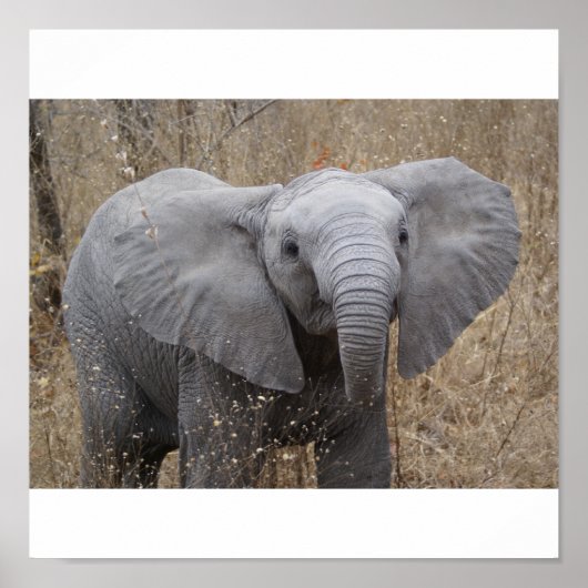 South African Baby Elephant Poster (Vorne)