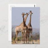South African Giraffe National Park Postkarte (Vorne/Hinten)