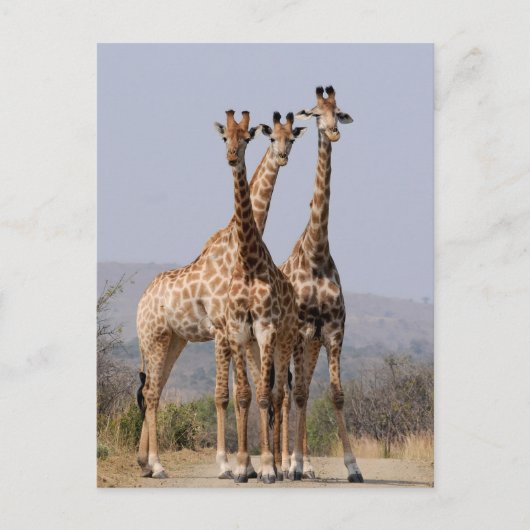 South African Giraffe National Park Postkarte (Vorderseite)