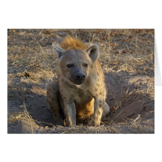 South African Hyena (Vorderseite (Horizontal))