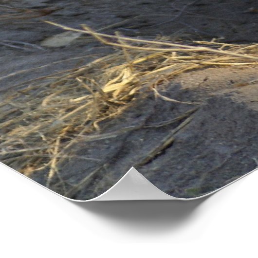 South African Hyena Poster (Ecke)