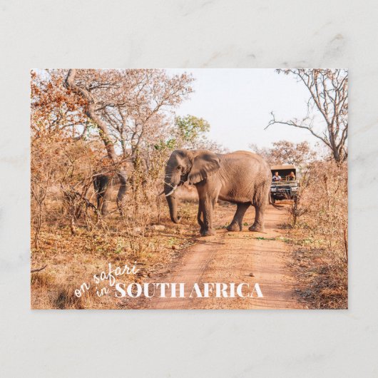 South African Safari Postkarte (Vorderseite)