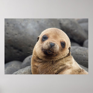 South America, Ecuador, Galapagos Islands Poster