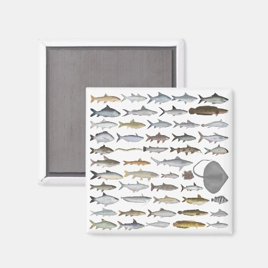 South Asia Freshwater Fish Group Magnet (Vorderseite/Rückseite)
