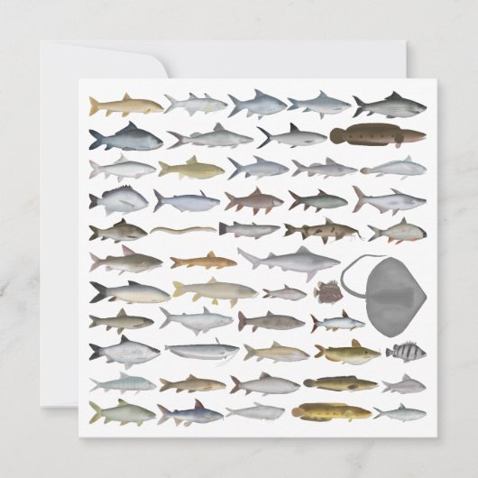 South Asia Freshwater Fish Group Mitteilungskarte (Vorderseite)