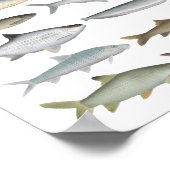 South Asia Freshwater Fish Group Poster (Ecke)