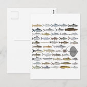 South Asia Freshwater Fish Group Postkarte (Vorne/Hinten)