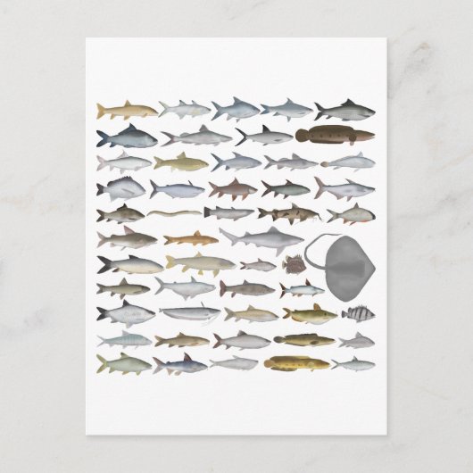 South Asia Freshwater Fish Group Postkarte (Vorderseite)