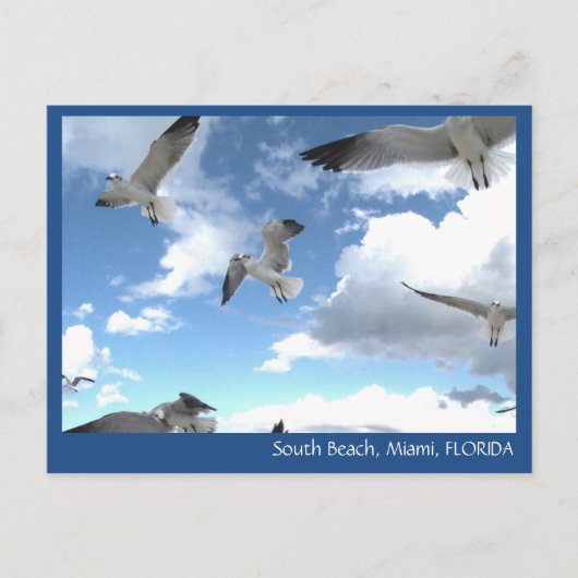 South Beach Miami Florida Seagulls Postkarte (Vorderseite)