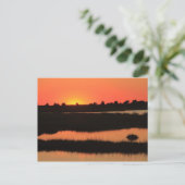 South Cape Beach Marshes bei Sunset Mashpee Cape C Postkarte (Stehend Vorderseite)