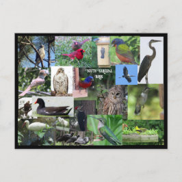 South Carolina Bird Species Collage Postkarte