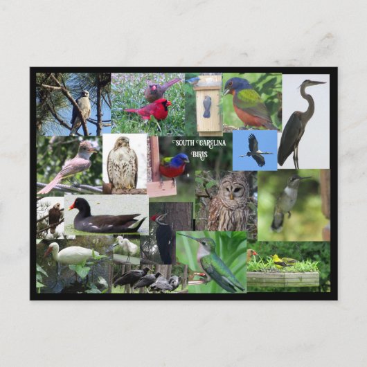 South Carolina Bird Species Collage Postkarte (Vorderseite)