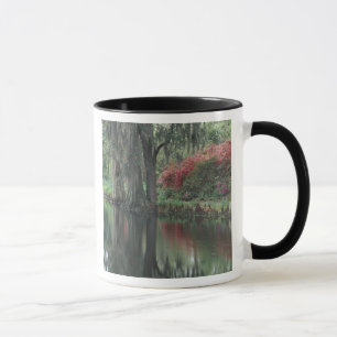 South Carolina, Charleston Tasse