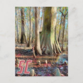 South Carolina Congaree Postcard Postkarte (Vorderseite)