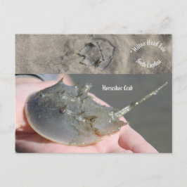 South Carolina Horseshoe crab Postkarte