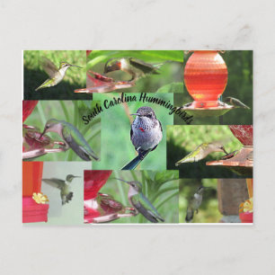 South Carolina Hummingbirds Postkarte