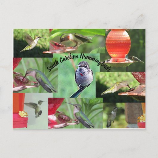 South Carolina Hummingbirds Postkarte (Vorderseite)