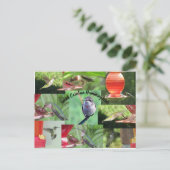 South Carolina Hummingbirds Postkarte (Stehend Vorderseite)