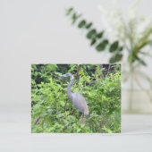 South Carolina Little Blue Heron Postcard Postkarte (Stehend Vorderseite)