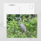 South Carolina Little Blue Heron Postcard Postkarte (Vorne/Hinten)