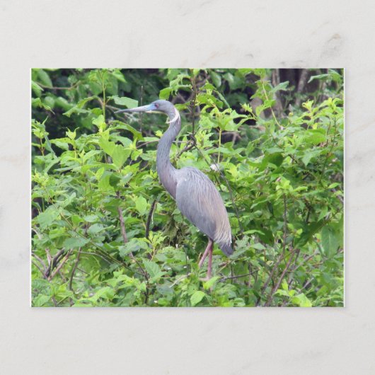 South Carolina Little Blue Heron Postcard Postkarte (Vorderseite)