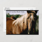 South Carolina Marsh Tacky Postkarte (Vorne/Hinten)