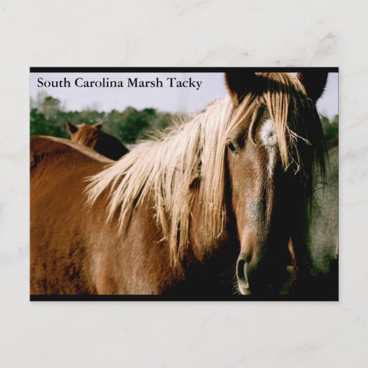 South Carolina Marsh Tacky Postkarte (Vorderseite)