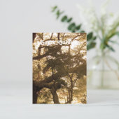 South Carolina Postkarte (Stehend Vorderseite)