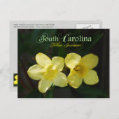 South Carolina Staat Blume: Gelbes Jessamin Postkarte (Vorne/Hinten)