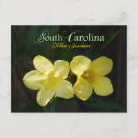 South Carolina Staat Blume: Gelbes Jessamin