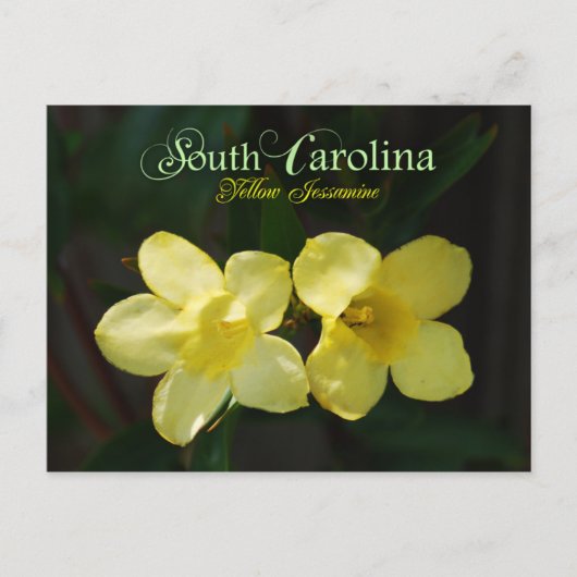 South Carolina Staat Blume: Gelbes Jessamin Postkarte (Vorderseite)