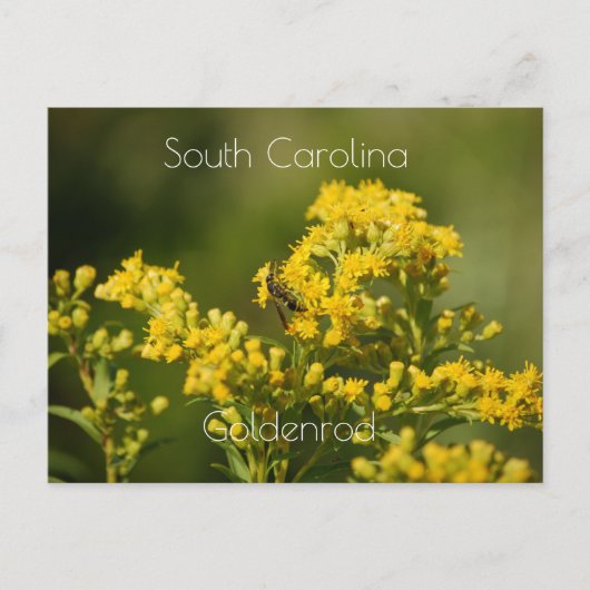 South Carolina Staat Blume Goldenrod Postkarte (Vorderseite)