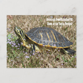 South Carolina Turtle Postkarte