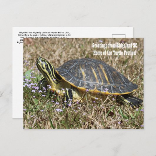 South Carolina Turtle Postkarte (Vorne/Hinten)