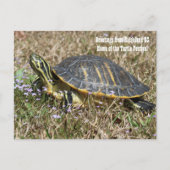 South Carolina Turtle Postkarte (Vorderseite)