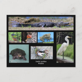 South Carolina Wildlife Postkarte